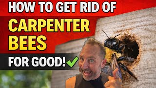 How to Get Rid of & Prevent Carpenter Bees for Good | DIY Pest Control Guide