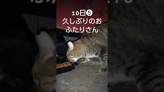 チョコちゃんミクのマグロ横取り😆#shorts#猫#cat#猫散歩