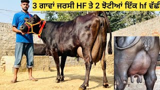 32kg ਮਿਲਕ 2 ਸੂਆ ਕੌਫੀ ਜਰਸੀ ਨਾਲ ਵੱਛੀ 2 ਝੋਟੀਆਂ ਤਾਜੀਆਂ ਇੱਕ HF ਵੱਛੀ ਇੱਕ ਸਾਹੀਵਾਲ ਠੰਡੀ ਸੀਲ!! ਰੇਟ#24,000