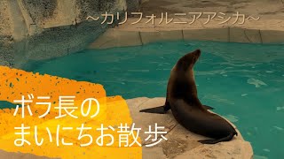 一緒にとべZOO「ボラ長のまいにちお散歩～カリフォルニアアシカ～」