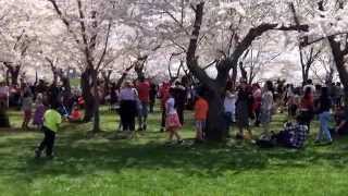 The Cherry Blossom Festival 2014 - ( 2 ) - Washington DC - 4/12/2014.