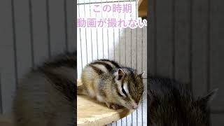 しまりす「ポン吉」動かない。【ペット】【シマリス】【Chipmunk】【Squirrel】【Kawaii】【Cute】