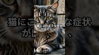 【要注意】猫にこのような症状が出たら・・#shorts #猫#ねこ#猫のいる暮らし