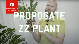 3 easy ways to propagate Zamioculcas Zamiifolias ZZ Plant