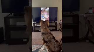 Crazy dog watching himself on 70”tv #shorts #puppy #funny