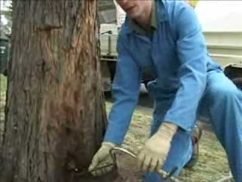 Tree termite nest control Tree termite nest control