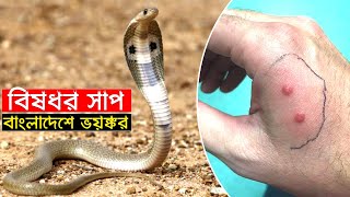 বাংলাদেশের সবচেয়ে বিষধর সাপ, নিজের জন্যে হলেও চিনে রাখুন | Most Venomous Snake in Bangladesh