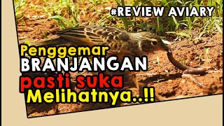 SERUNYA Melihat burung BRANJANGAN Mencari Cacing LIAR Di belakang Rumah