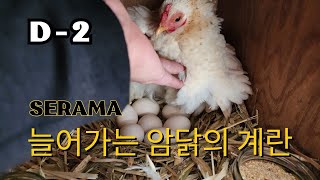 부화기의 알을 암닭에게, 병아리 부화, 병아리 육추, 세라마,  Serama,