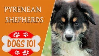 Dogs 101 - Pyrenean Shepherds - Top Dog Facts About the Pyrenean Shepherds