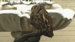 Western screech owls make a home at KTVB