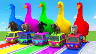 5 Giant Duck Cartoon,Cow,Elephant,Tiger,Lion,Giraffe,Paint Wild Animals Crossing Fountain Animation