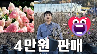 40,000원 (택배비 5,000원) 유럽목수국 대형화분 초특가 판매 라임라이트 품종입니다.