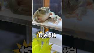 为什么姥爷树蛙要群养？#爬宠 #amphibian #角蛙 #青蛙 #frog #treefrog #reptiles #树蛙 #守宫 #异宠 #绿蛙