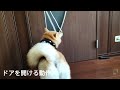 【柴犬の介助犬】ドアを開ける動作