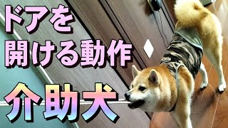 【柴犬の介助犬】ドアを開ける動作