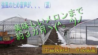 120メーターのハウスかけ【北海道・富良野・寺坂農園・メロン・ハウスかけ】