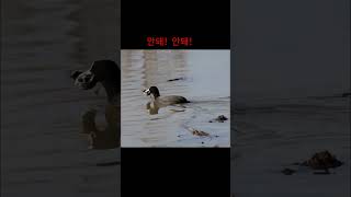 물닭 소리ㅣ연근 찾아 기뻐하는 물닭ㅣCommon Coot singing #shorts