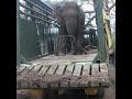 taking the captured elephant 捕獲した象を連れて行く elephant animals wildlife wildanimal elephant