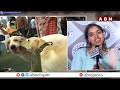 akkineni amala launches amrutha dog pet training center in hyderabad abn telugu