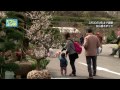 たうんニュース2015年3月「第110回松山植木まつり」