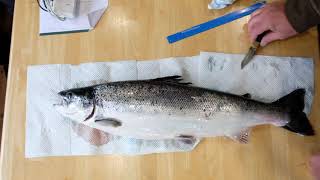 Identifying Wild and Farmed Salmon   HD 1080p