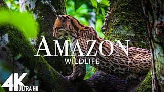 Amazon Wildlife In 4K - Animals That Call The Jungle Home | Amazon Rainforest | Relaxation Film #2