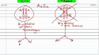 Linked Genes:  CIS vs TRANS Configuration