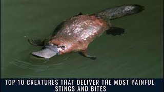 Top 10 Creatures That Deliver the Most Painful Stings and Bites