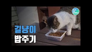 반도의 흔한 환경활동가(old version) 도시의 야생동물 길냥이 밥주기!