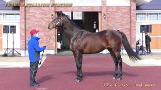 優駿スタリオンステーション種牡馬展示会2021(全25頭)