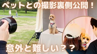 【番外編】しっぽフェスタでの写真撮影にチャレンジした40代夫婦と犬（チワプー）の様子です。