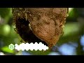 honey harvesting process step by step