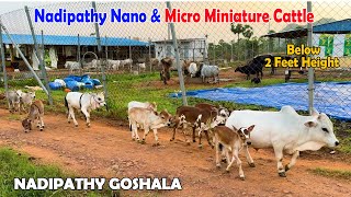 Nadipathy micro \u0026 Nano Cattle | 1 to 2 Feet Height | #miniature #trending #minicows #yt #youtube