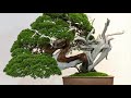 95th kokufu ten bonsai show 2021 first half.