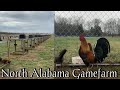 Biggest farm - North Alabama farm