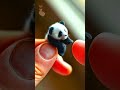 Cute Animals |  Adorable 🐼 Baby Panda #shorts #youtubeshorts