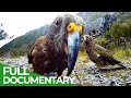Keas – New Zealand’s Witty Daredevils | Free Documentary Nature