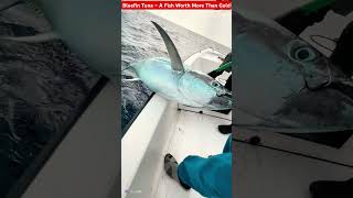 Bluefin Tuna: The World's Most Expensive Fish #facts #fishing #latest #fish #new #trending #dastan