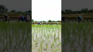 మా చేను నాటు వేసారు ఇలా (Part 2) || వరి నాటు || Paddy cultivation