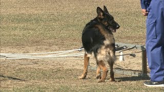 練習の成果を発揮できるかな?　新米犬が初参加、嘱託警察犬の競技会　岡山