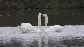 parade nuptiale' d un couple de cygnes