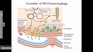 Assembly of M13 phage