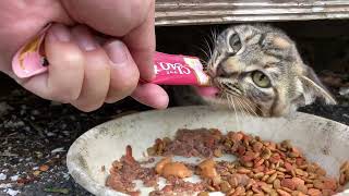 野良猫動画 子猫がカリカリとカルカンを食べた後に忍び寄る影の正体とは？