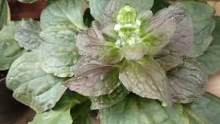 Ajuga Reptans Black/#plantcareajugareptans