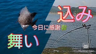 【魂29】石鯛釣り「謎の舞い込み」