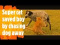 Super Cat saves boy from dog attack.