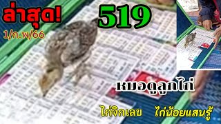 519 ล่าสุด!!ตามมาถึงที่#เลขไก่น้อย#หมอดูลูกไก่#ไก่น้อยแสนรู้#ไก่น้อยจิกเลข#ไก่นำโชค#งวดนี้ 1/ก.พ/66