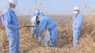 児島湖の水質改善へ　高校生がヨシの刈り取り　岡山・津山市