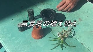 富貴蘭植え替え